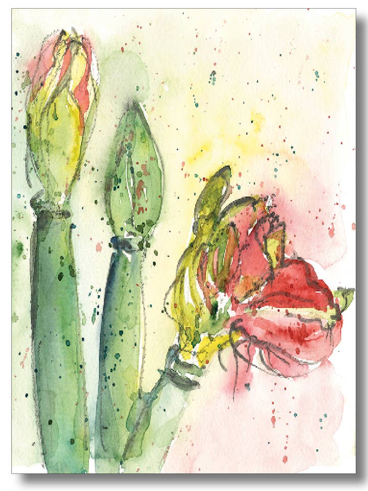Unfolding Amaryllis for wholesale by WORDS & WATERCOLORS BY PEG CONLEY