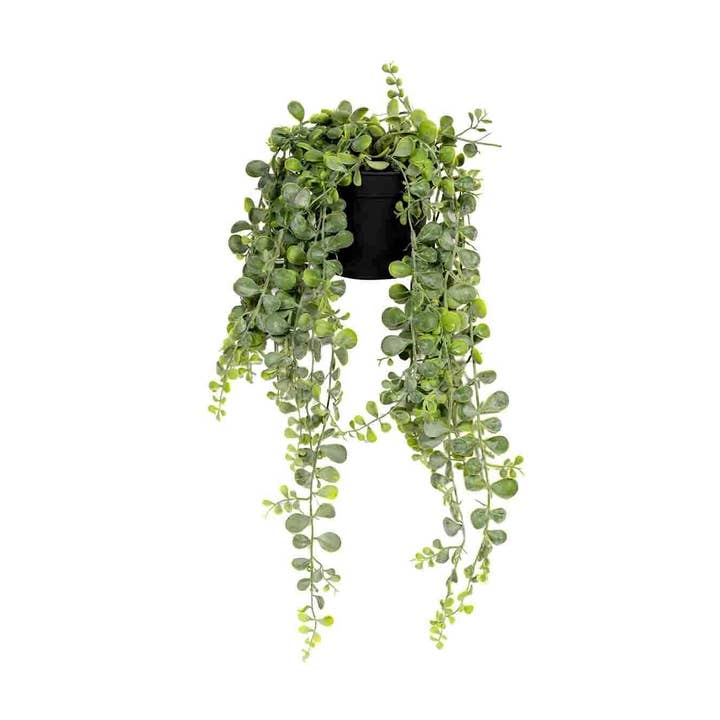 Senecio - Green - L5,07in x W5,07in x H17,55in for wholesale by Pottery Pots