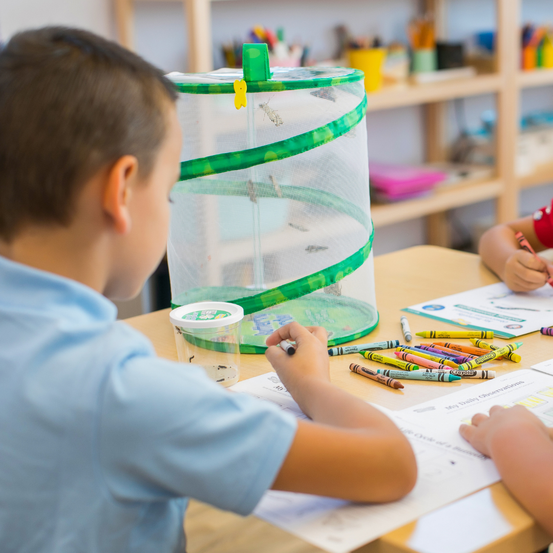 INSECT LORE - Wholesale Classic Toy - Kids - Original Butterfly Garden® Growing Kit with Voucher 9