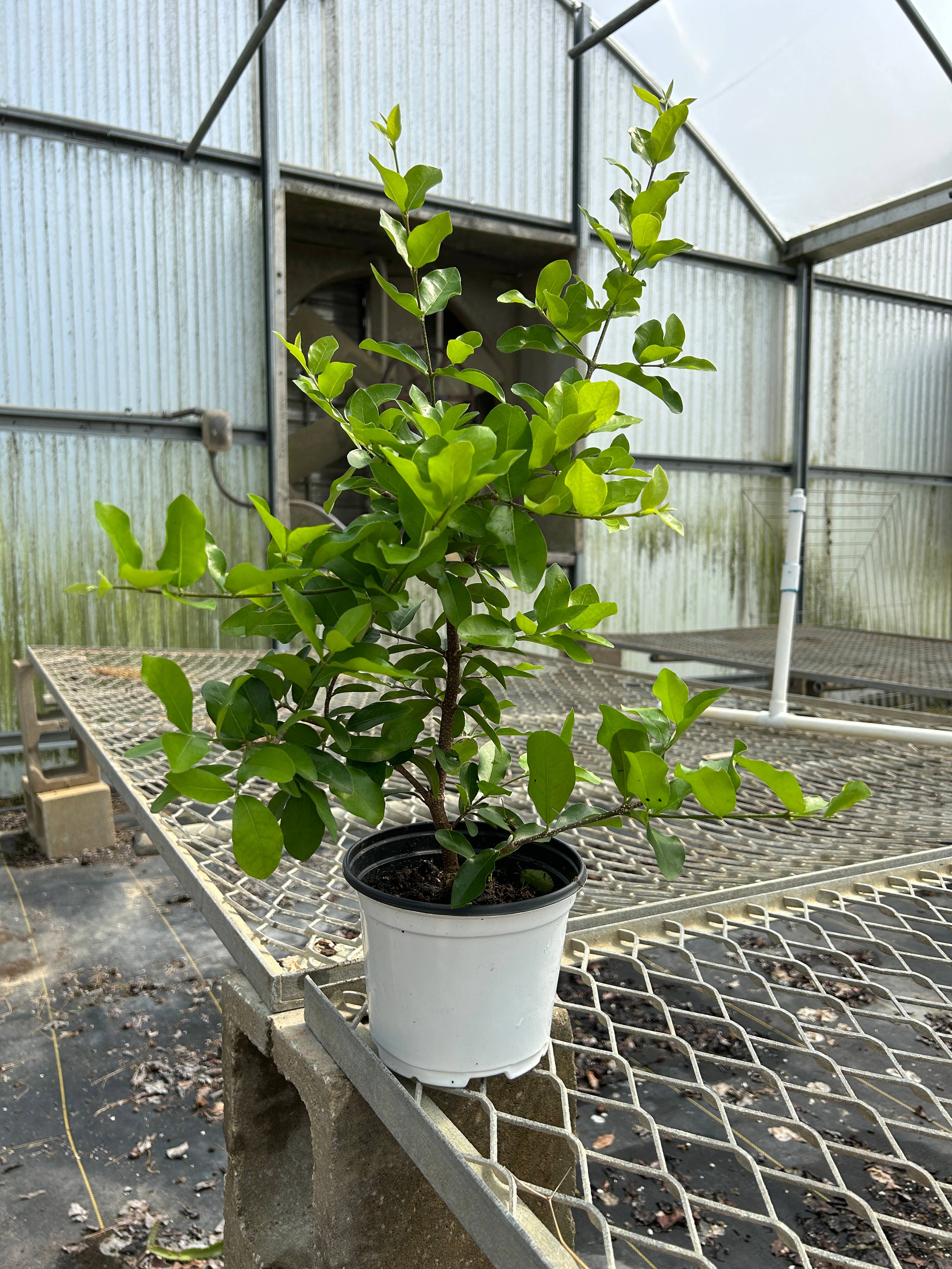 O F Nelson’s - Wholesale Live Plant - 6" 'Barbados Cherry' (Malpighia emarginata)1
