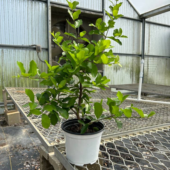 O F Nelson’s - Wholesale Live Plant - 6" 'Barbados Cherry' (Malpighia emarginata)1
