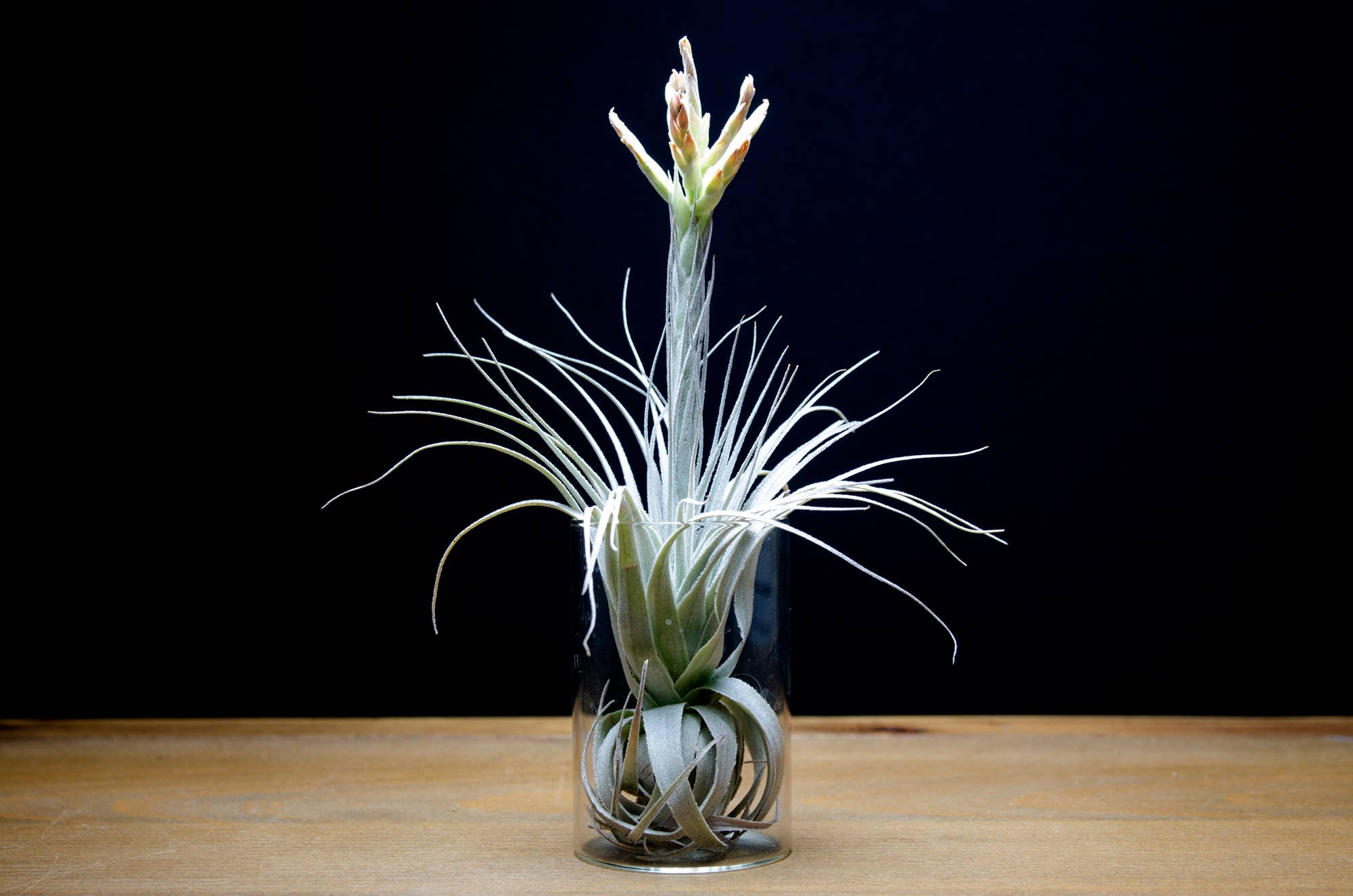 チャペウエンシス・チュリフォルミス　輸入株 チャペウエンシス チュリフォルミス 01号 | air-plants TENGU-DO
