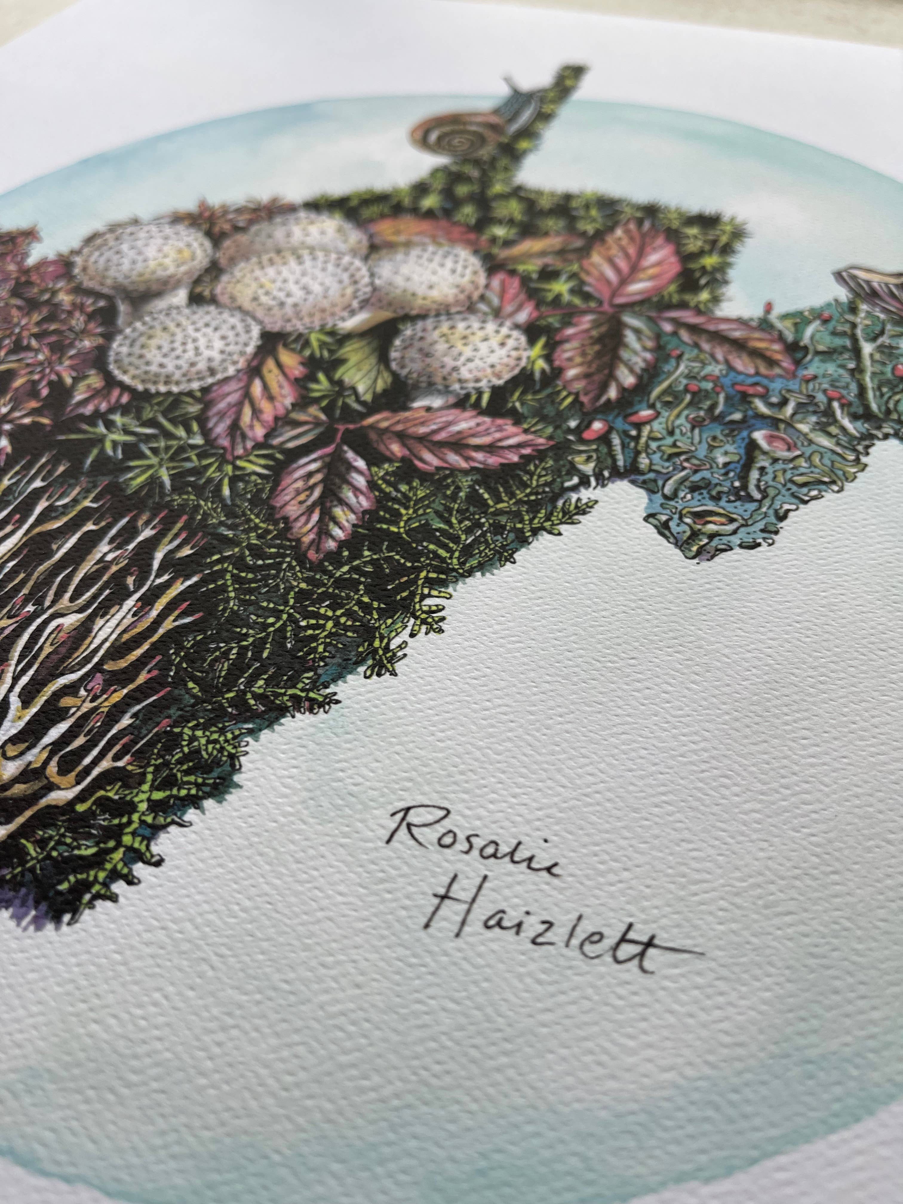 Rosalie Haizlett Illustration – Engroshandel Kunsttryk – West Virginia Skovbunden - Akvarel Kunsttryk3