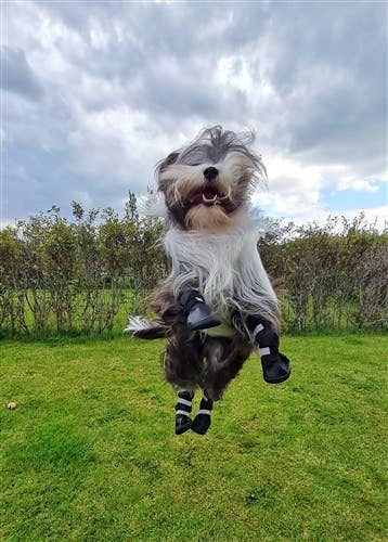 AllDogBoots - Wholesale Hondenlaarzen - Hond - Alldogboots Hi-Toppers winterlaarzen voor honden, hoog en robuust5