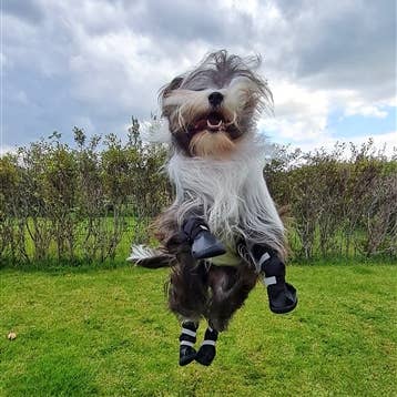 AllDogBoots - Wholesale Hondenlaarzen - Hond - Alldogboots Hi-Toppers winterlaarzen voor honden, hoog en robuust5