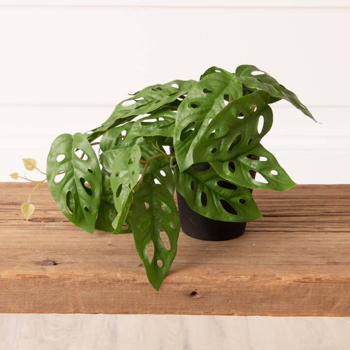 Potted Monstera Plant, Sm (Pk/02) for wholesale by Audrey's Home & Gift