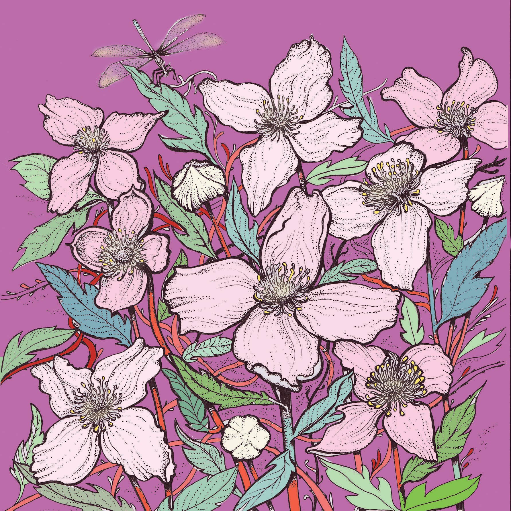 Fay's Studio - Wholesale Everyday Greeting Card - Clematis Elizabeth Greeting Card1