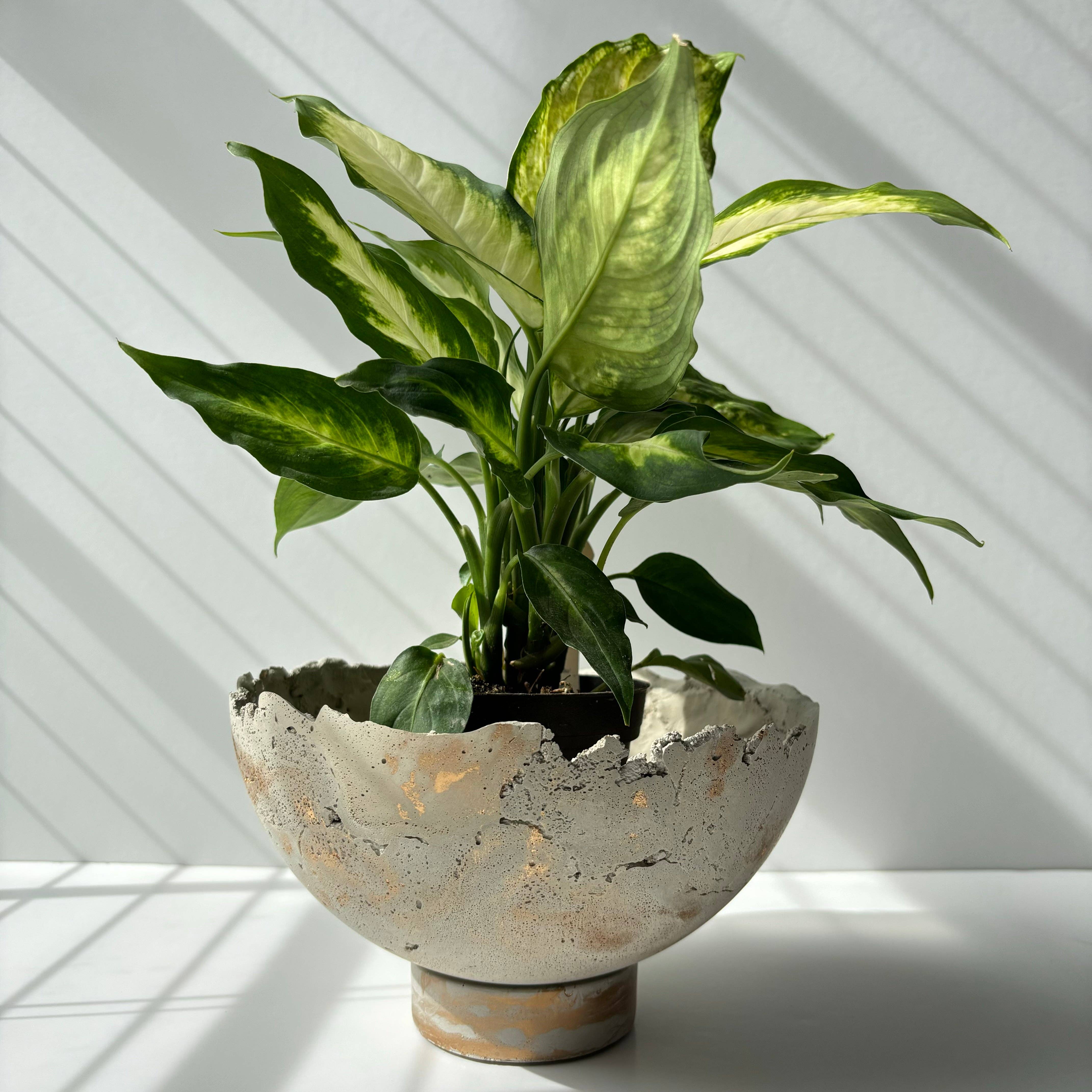 Fancy Concrete - Wholesale Decorative Plate/Dish/Bowl - Half Moon Bowl Pot 7" | Decorative Bowl | Rough Concrete Bowl10