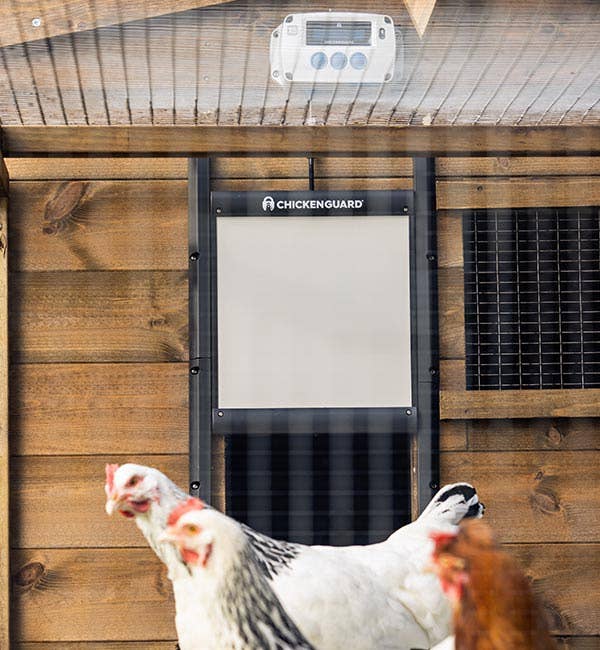 My Favorite Chicken - Wholesale Bird Swing/Toy - ChickenGuard Automatic Coop Door Opener & Self-Locking Door2