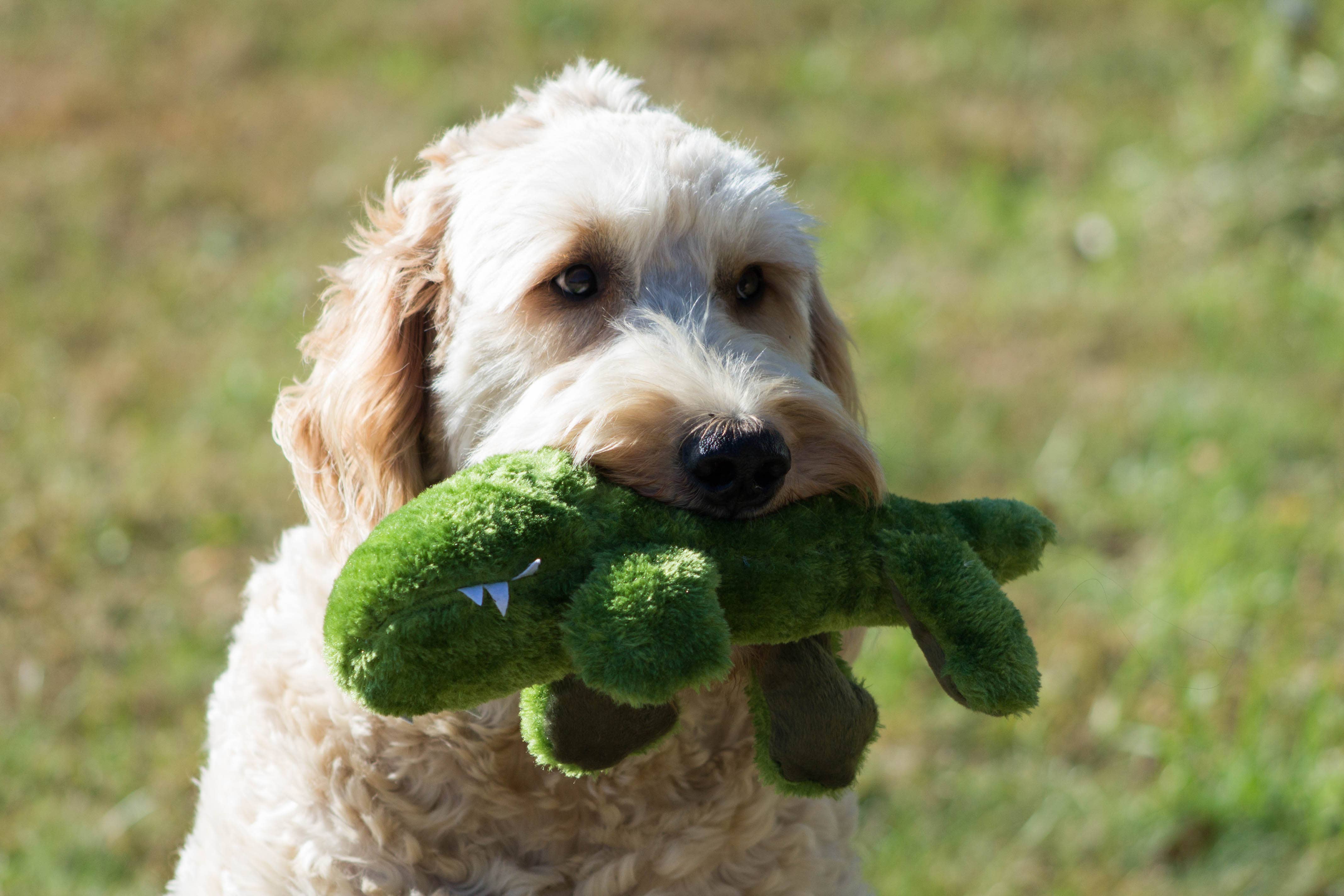 Pet Souvenirs – wholesale Pet squeaky toy – Dog – Plush Squeaky Alligator Dog Toy2