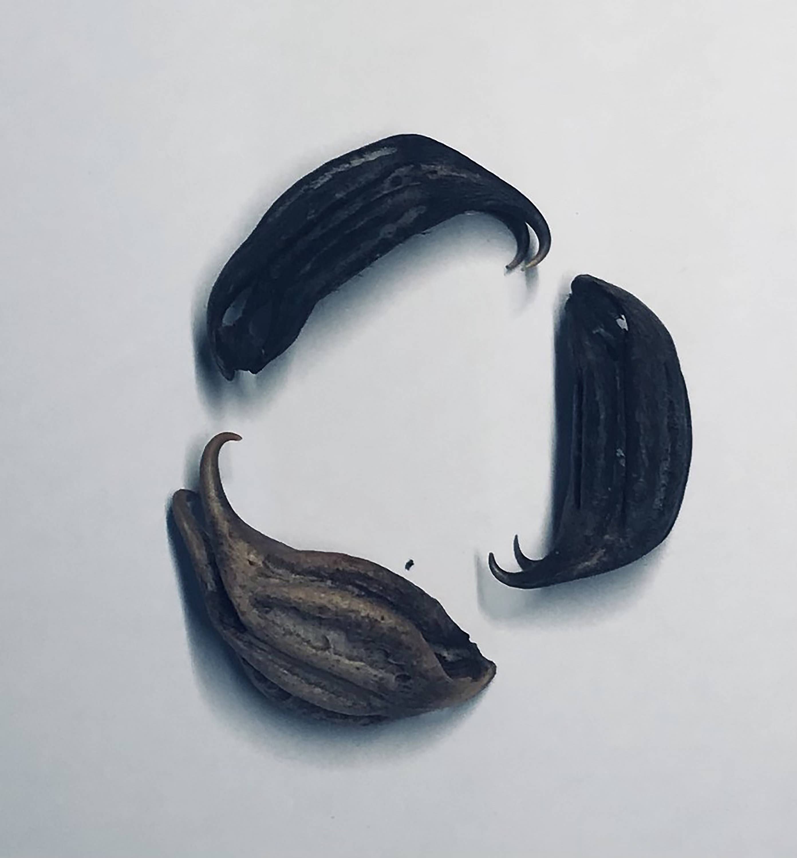 Michelle Hoffmann - Wholesale Plant Seeds - Rare! Uña De Gato ~ Katzenklauen ~ Griffe De Chats3