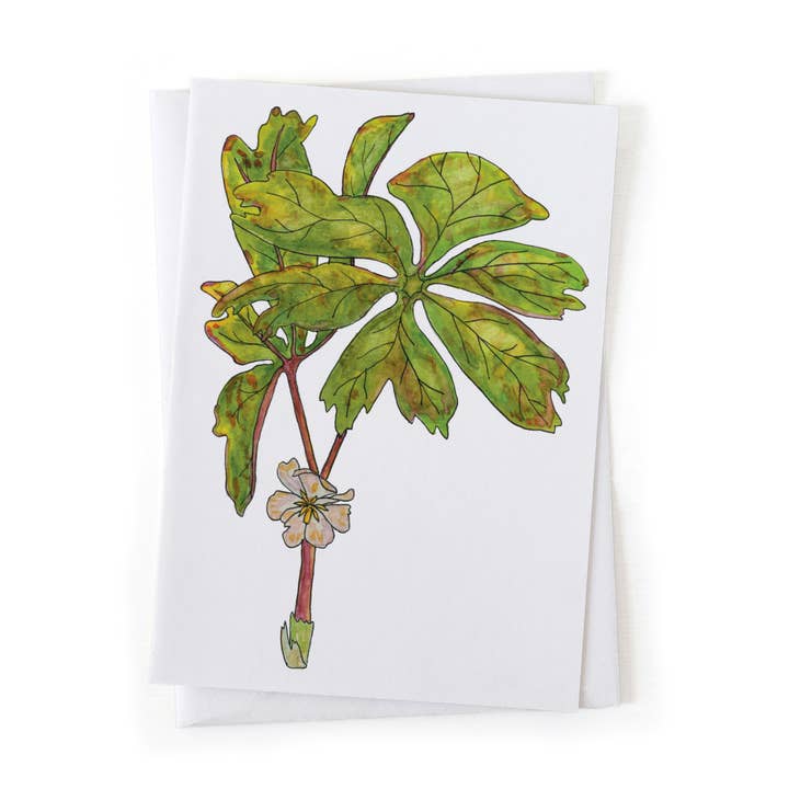 Cartão 5x7 de ilustração botânica Mayapple Spring Wildflower por atacado de Wander & Gather