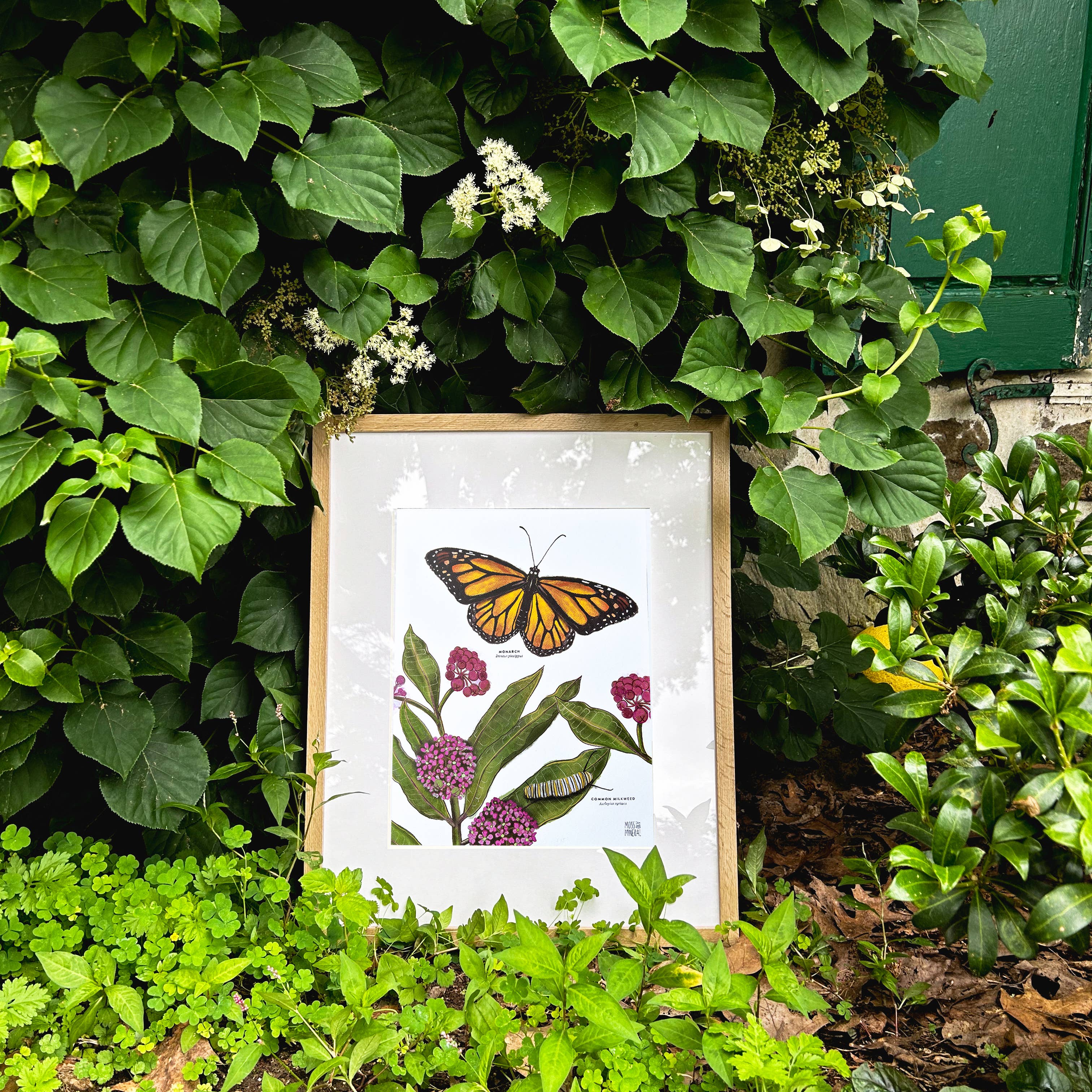 Moss and Mineral - Wholesale Art Print - Monarch and Milkweed Print, Botanical Illustration 7