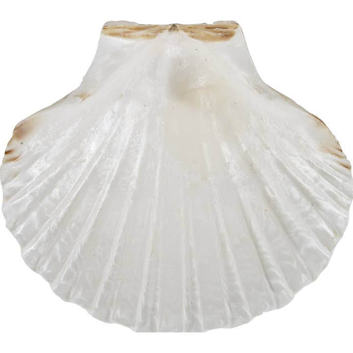 HS Seashells - Wholesale Decorative Plate/Dish/Bowl - Irish Deep Scallop 4" Dish w/ Clam Legs