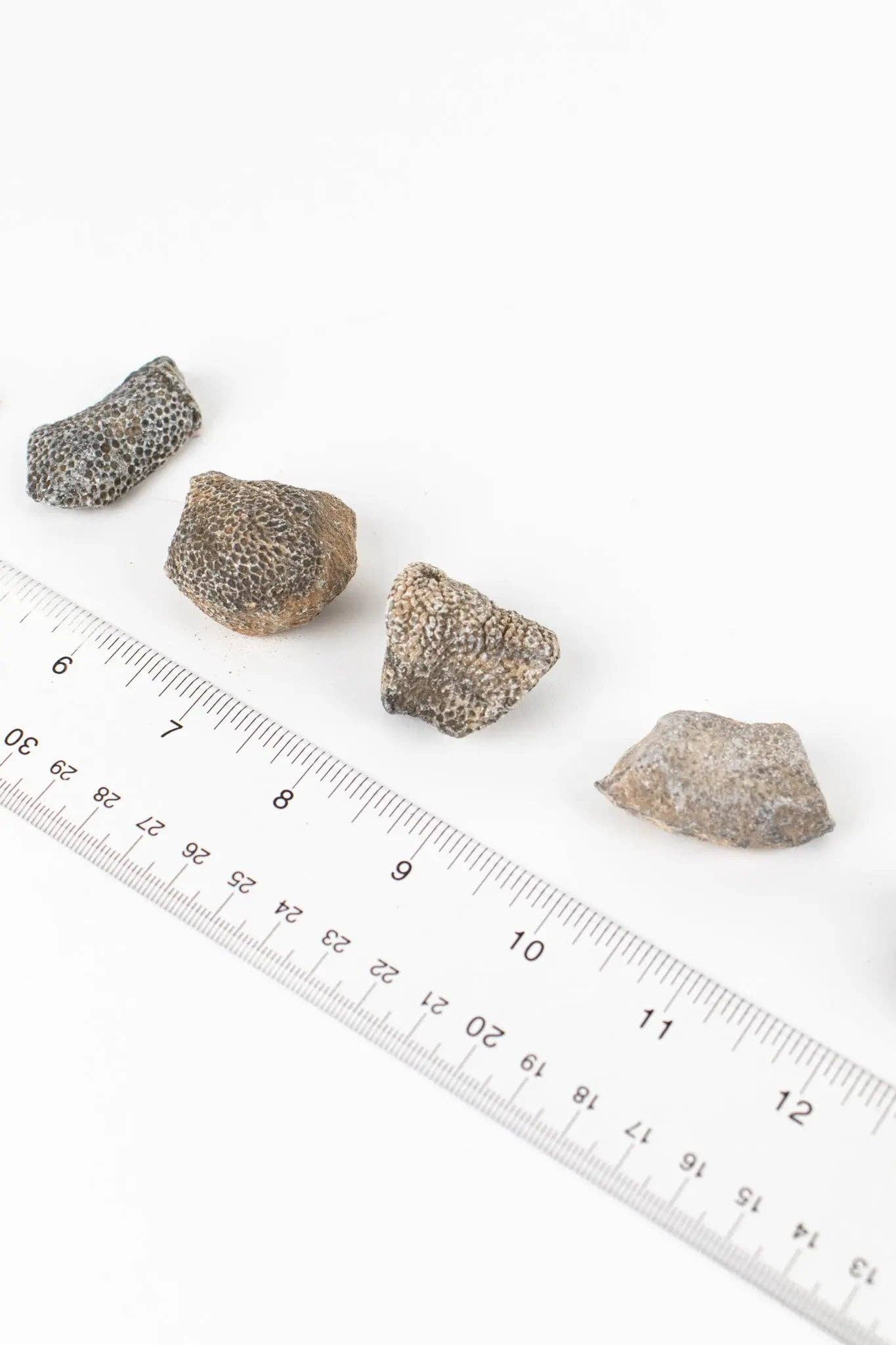 Stemcell Science Shop - Vente Décorations de table - Fossile de Bryozoa7