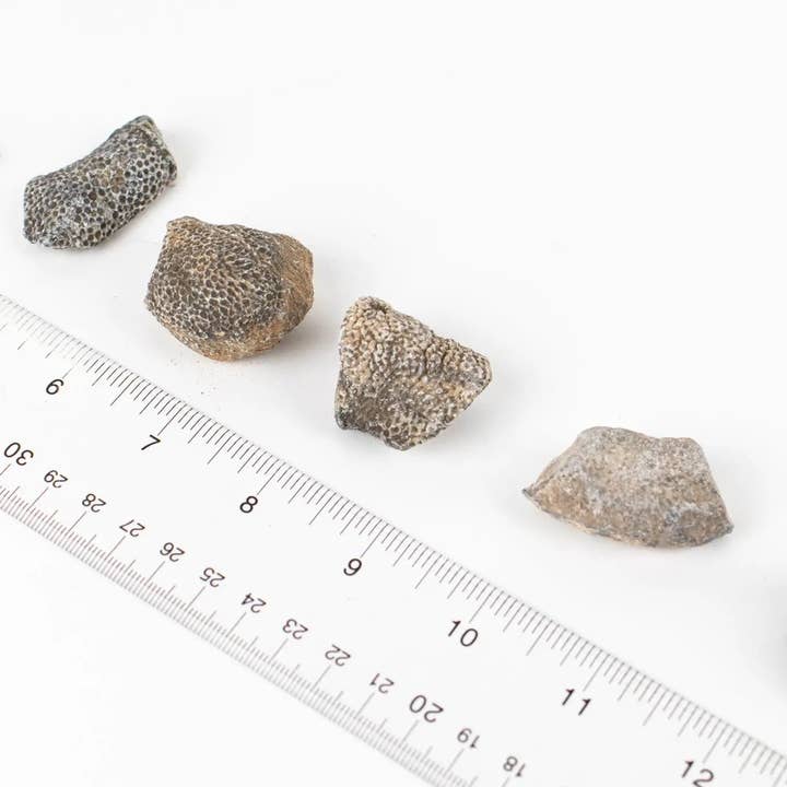 Stemcell Science Shop - Vente Décorations de table - Fossile de Bryozoa7