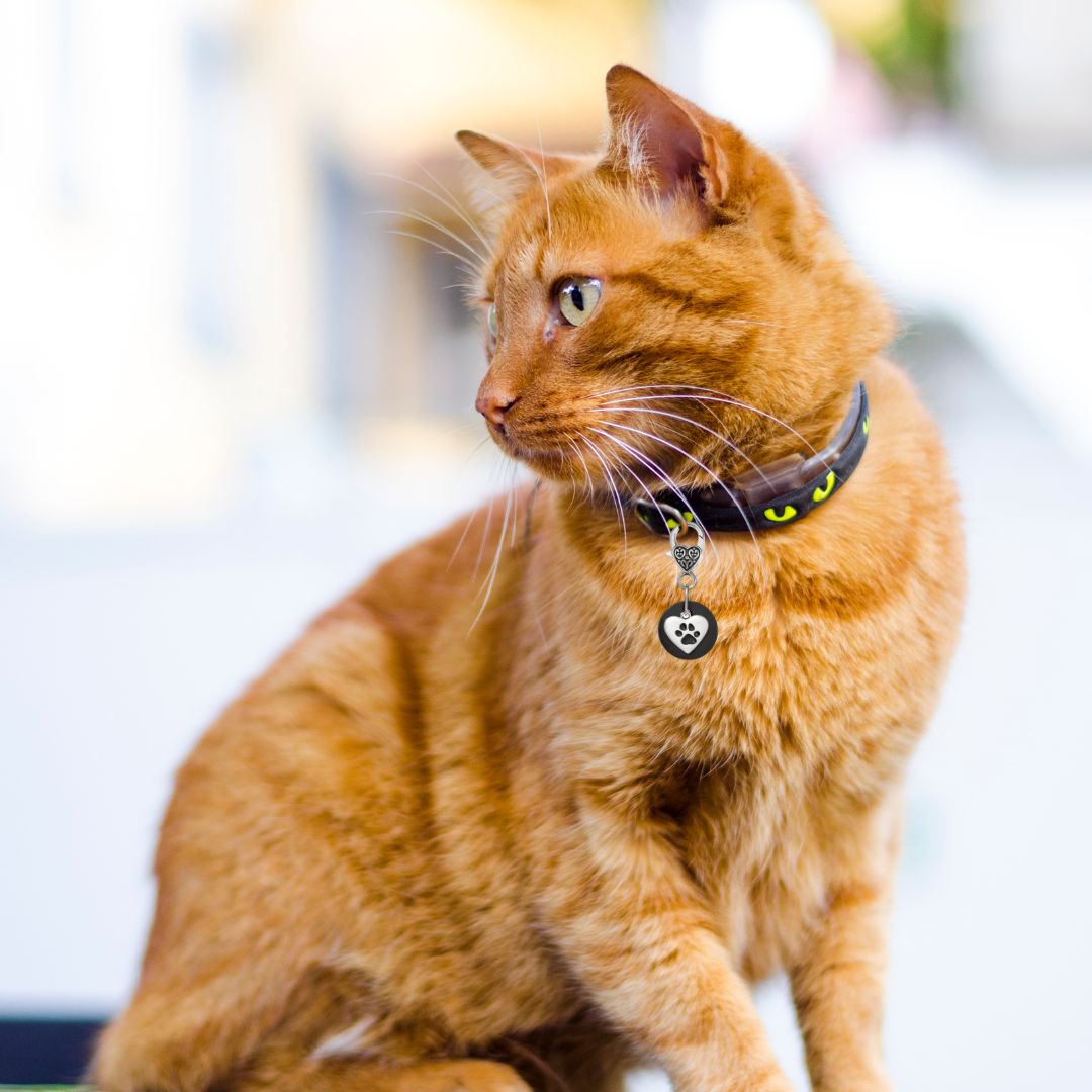 Karelia Creations - Wholesale Pet Collar Charm - Cat/Dog - Shungite Pet Collar Charm for Dogs and Cats (Small/Medium)7