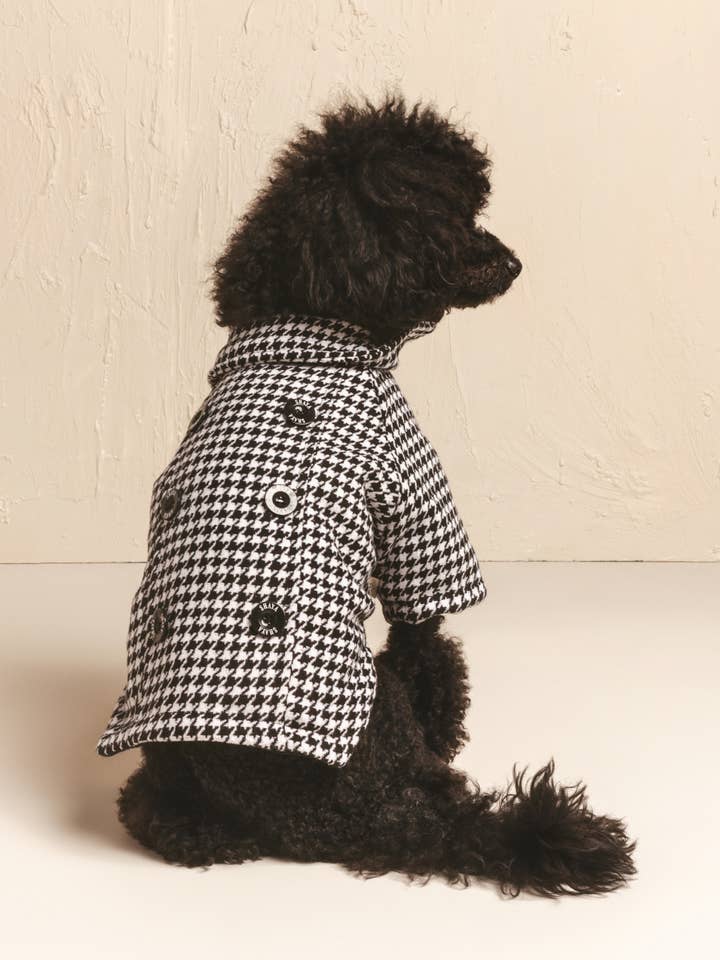 Les Britanniques arrivent pour la vente par Shaya Pets