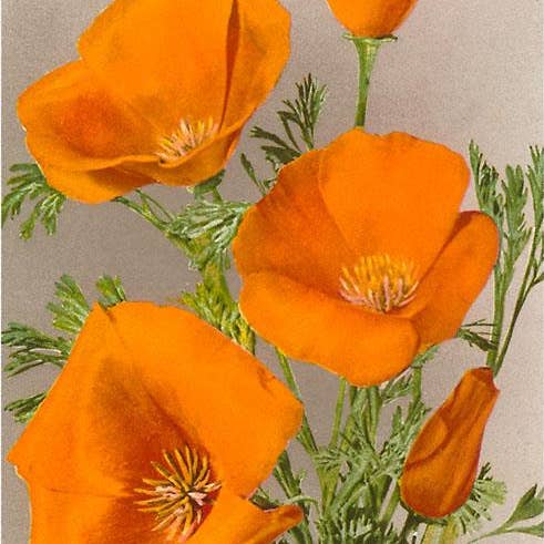 Konsttryck FC-35 Kalifornisk vallmo för wholesale av Found Image Press