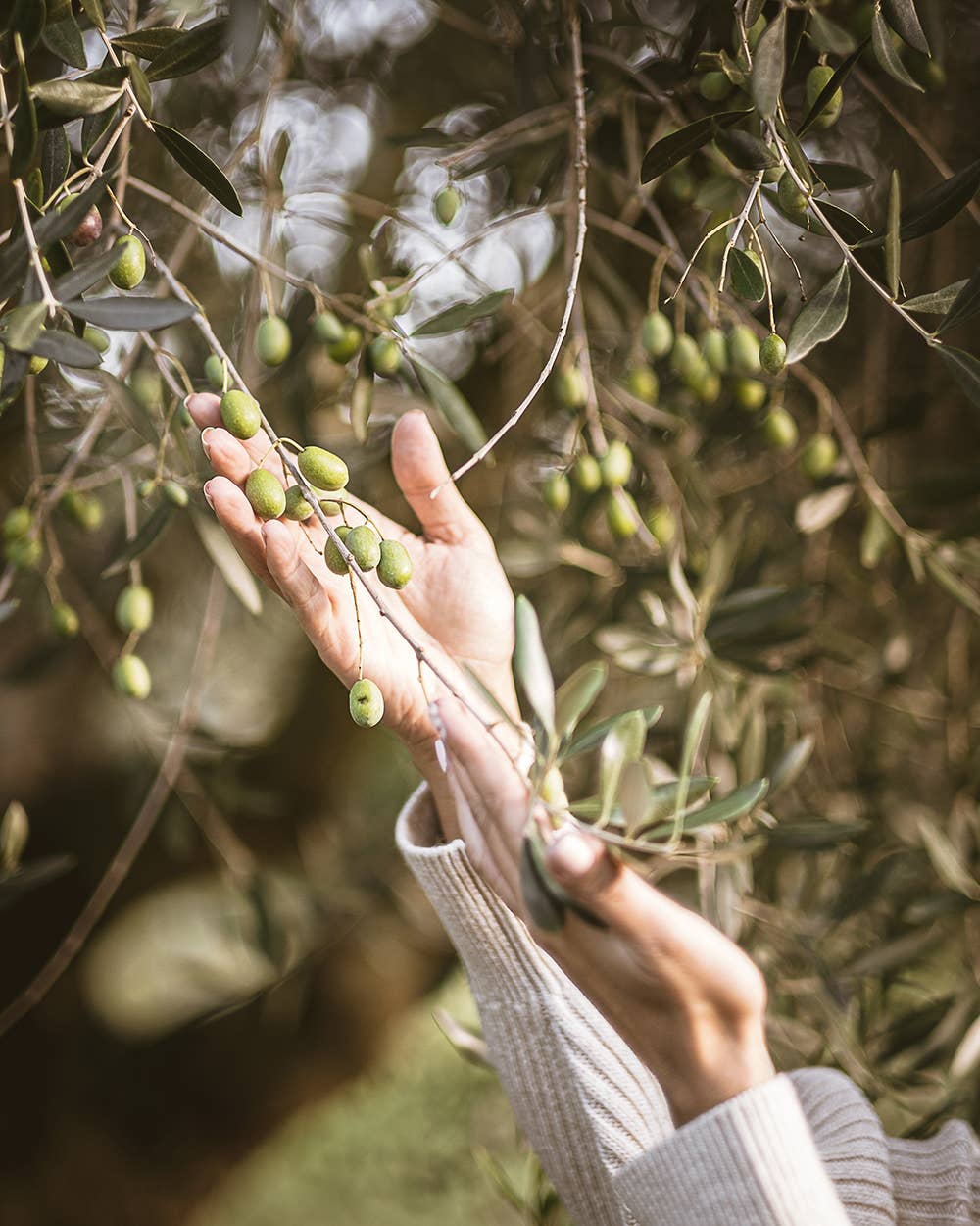 M5 Corporation - Wholesale Olive Oil - White Truffle Infused EVOO - 8.5oz (250ml)5