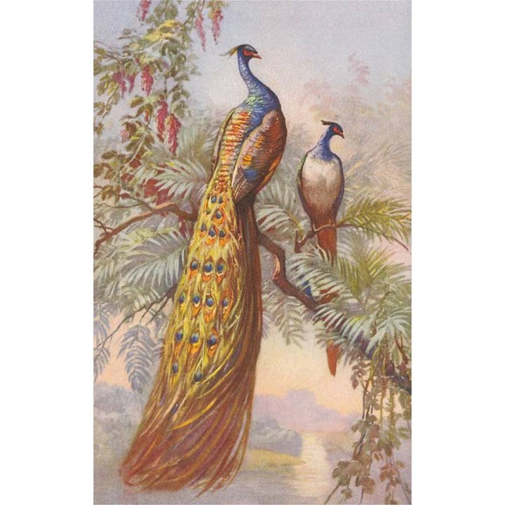 Found Image Press - Wholesale Stationery/Notecard Set - Greeting Card BD-297 Peacocks in Trees