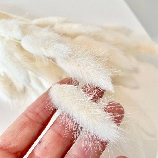 Chaton Et Monsieur Ours - Wholesale Dried/Pressed Flowers - dried LAGURUS blanched1