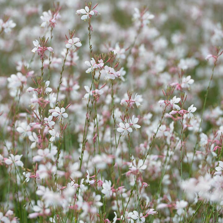 Gaura lindheimeri Prachtkerze – 48 Pflanzen – Ø9cm – Höhe 10-25cm – Sommerblüher mit langer Blütezeit – Winterharte Staude für Beet, Präriegarten & Kübel für den Großhandel von Oasis of Life