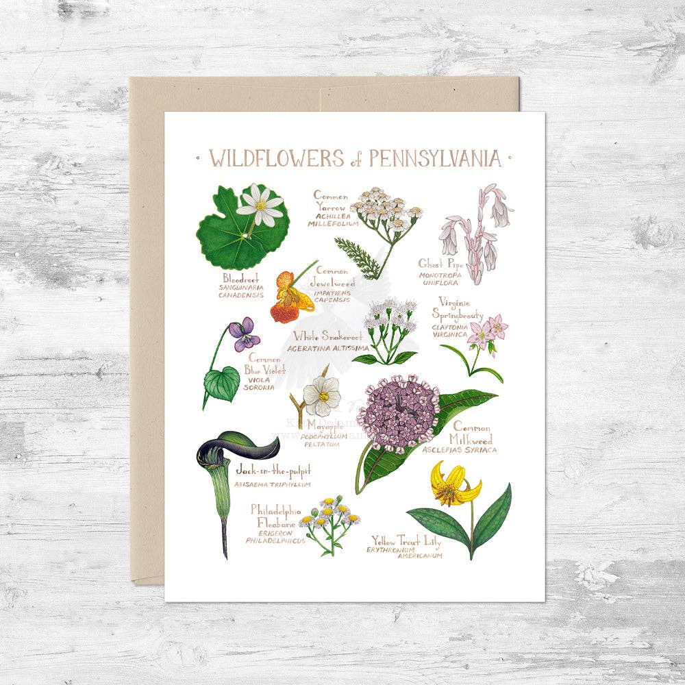 Kate Dolamore Art - Wholesale Everyday Greeting Card - Wildflowers of Pennsylvania Note Card