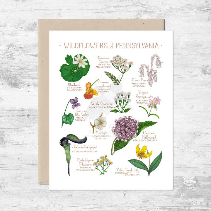 Wildflowers of Pennsylvania Note Card for wholesale by Kate Dolamore Art