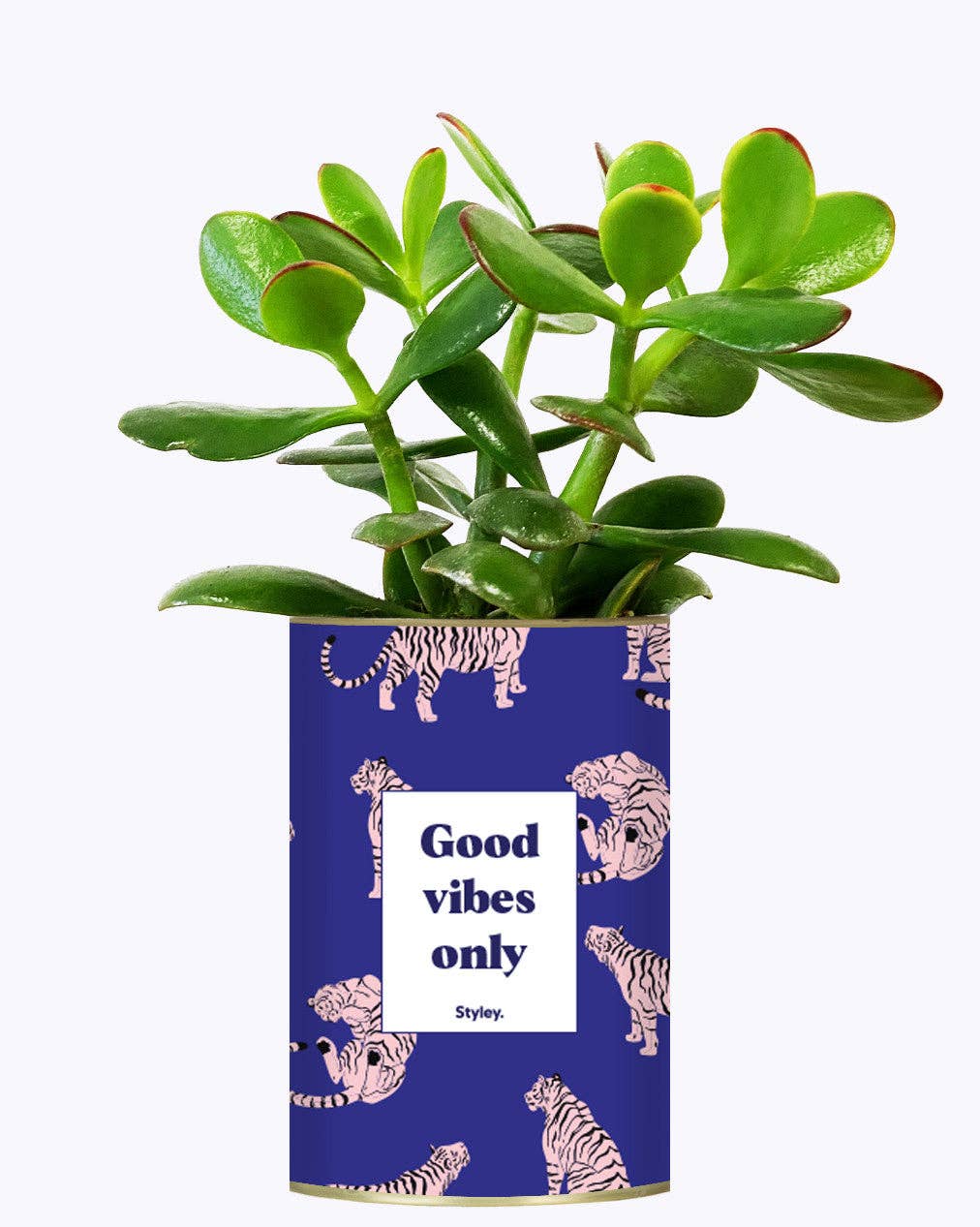 Styley - Wholesale Live Plant - Good Vibes Only - Cactus1