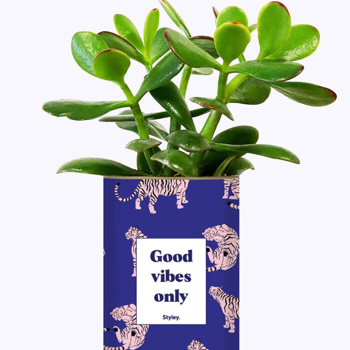 Styley - Wholesale Live Plant - Good Vibes Only - Cactus1