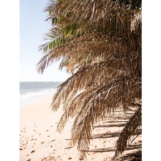 Crispy Palms 2 - Impression photographique pour la vente par Curate