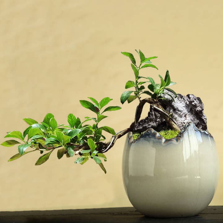 Succulent Flower Pot Ceramic Stoneware Breathable Gap Bonsai Pot for wholesale by Rooted Treasures Farms