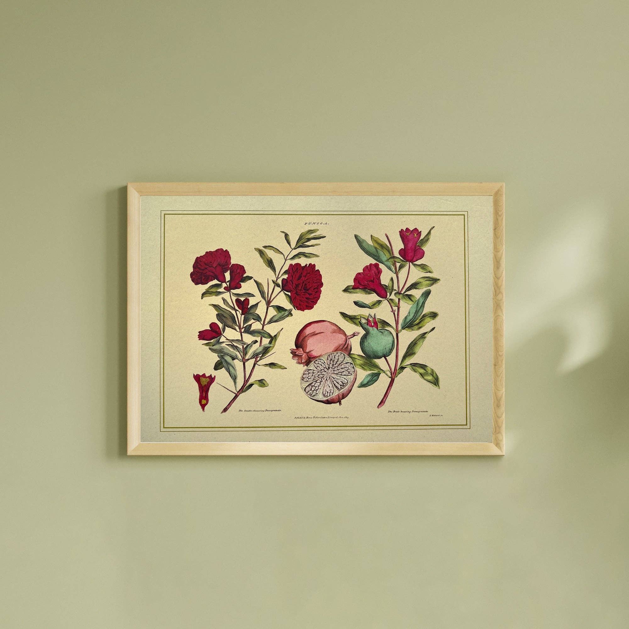 Napiers – wholesale Art print – Napiers Botanical Prints3
