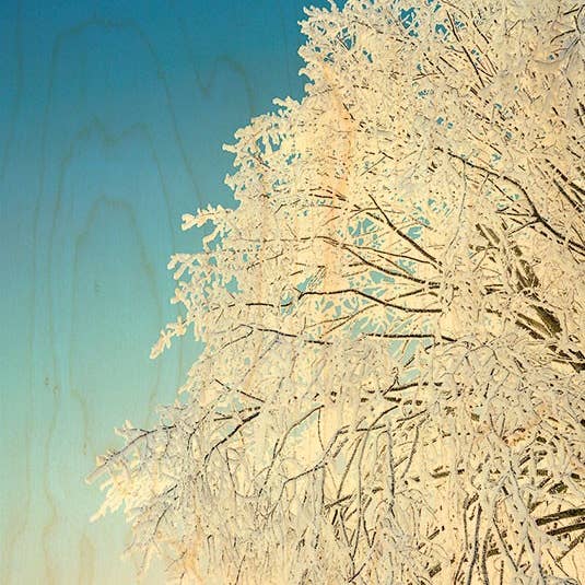 Caderno em Gel Árvore por atacado de Hironwoods