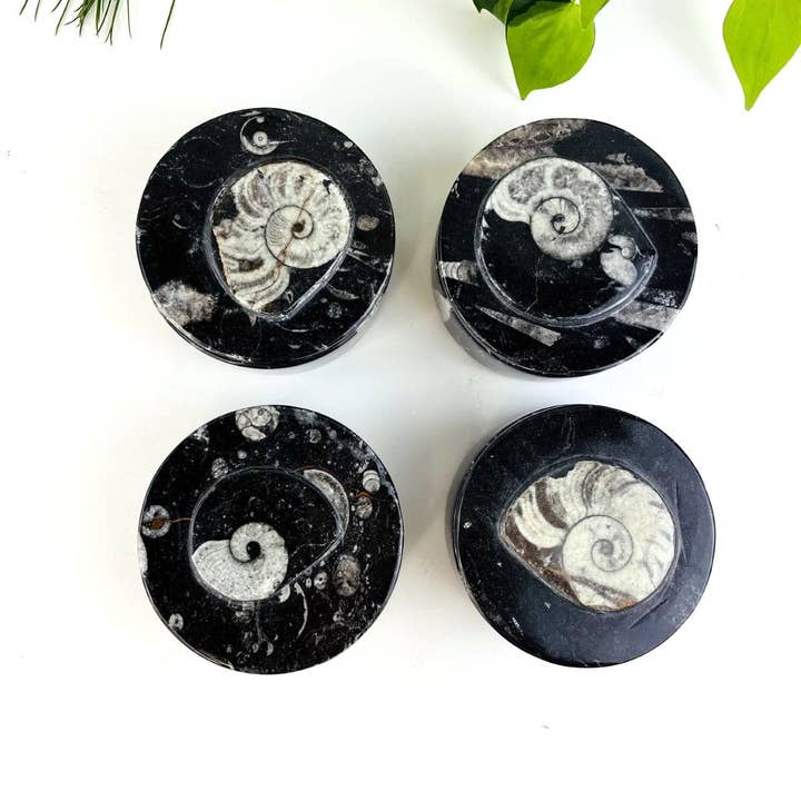 Rock Paradise - Wholesale Decorative box - Orthoceras and Ammonite Round Box Fossil Display1