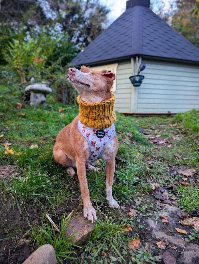 Pet Pooch Boutique – Engroshandel Halsedisse - Hund – Sennepsprikket Rullekrave Hundestrik-Snood-UK håndlavet Gul10