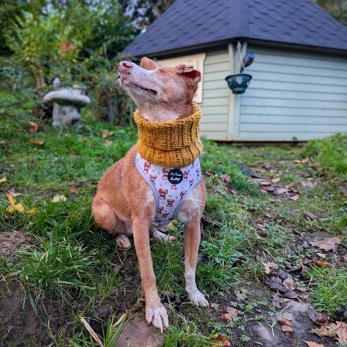 Pet Pooch Boutique - Wholesale Pet harness – Dog - Rusty Bear Puppy Dog Harness 10