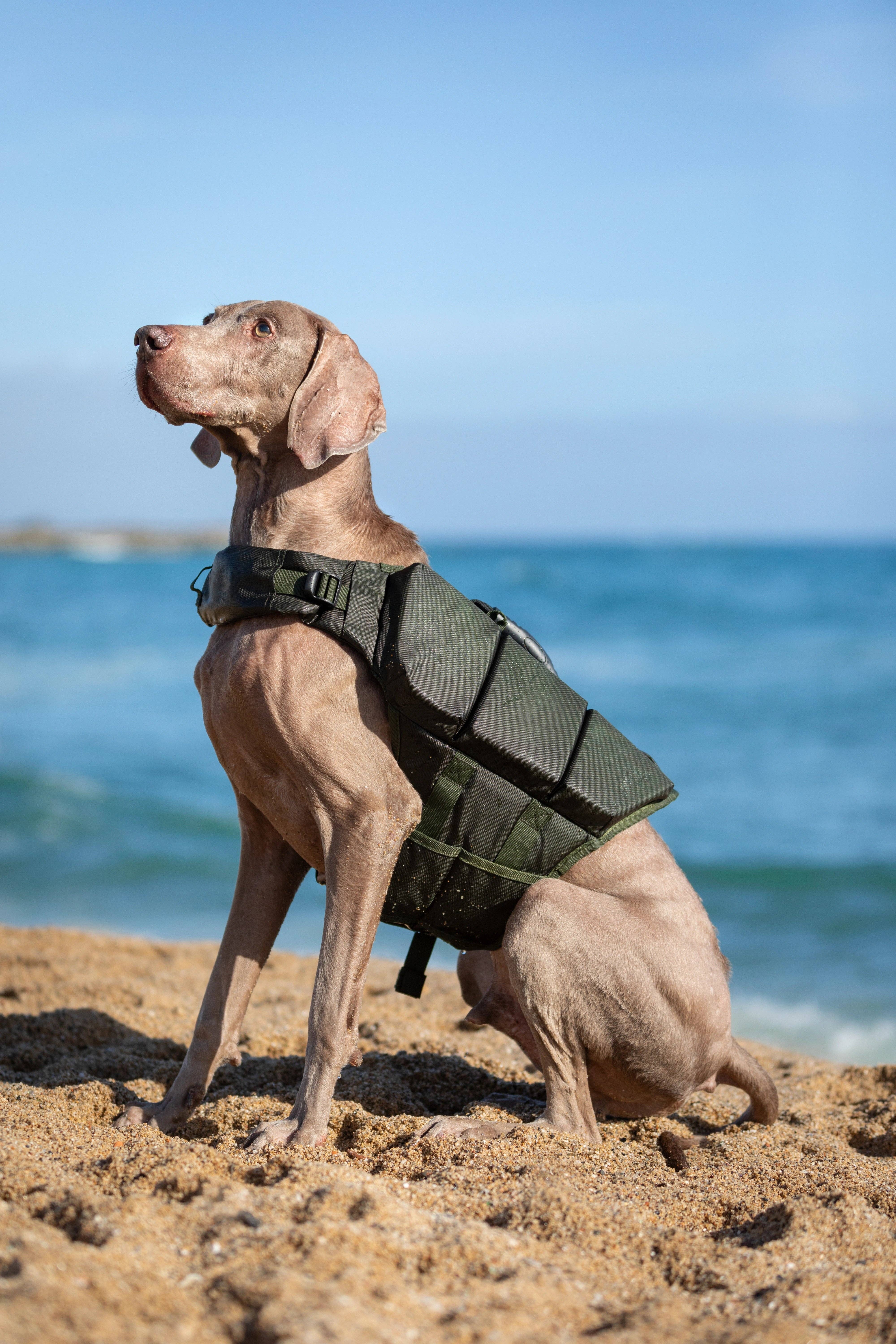 NOAH AND PAW LLC - Vendita all'ingrosso Giacca - Cani - Salvagente per cane Human Standards con supporto in schiuma 3x massimo galleggiamento - Verde20