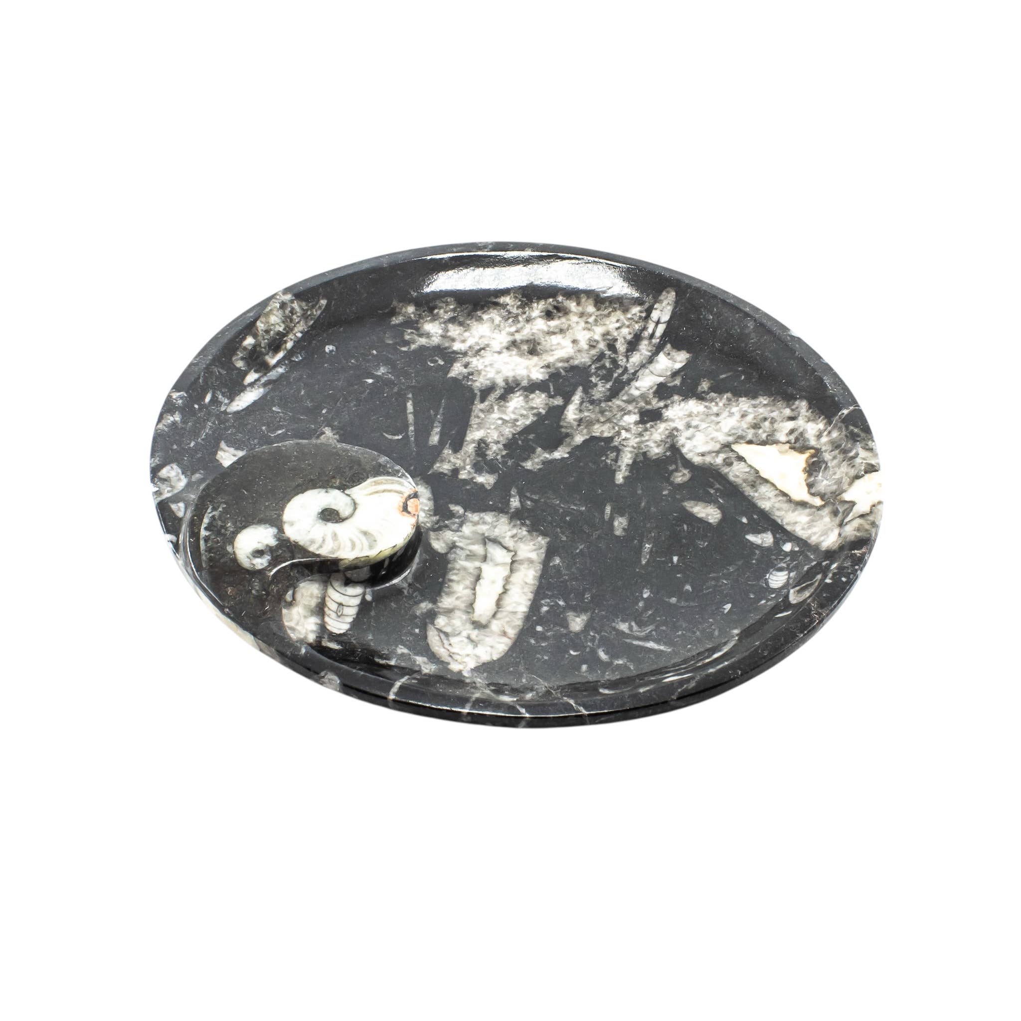 Quasar Gems USA - Wholesale Sculpture - Ammonite Fossil Plate Round 20cm 1