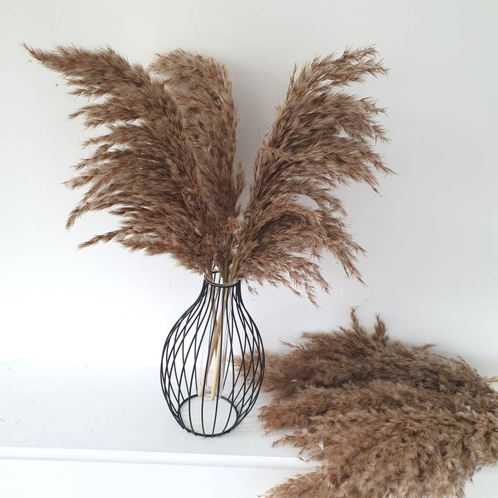 Opal Lily - Wholesale Dried/Pressed Flowers - Wild Fluffy Pampas - Brown5