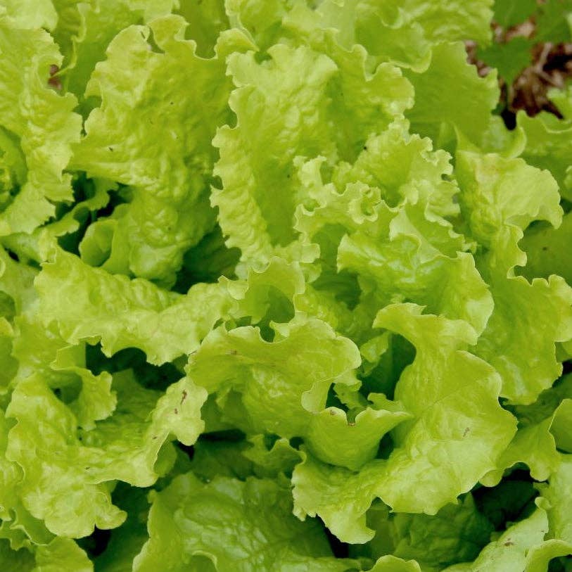 Sow True Seed - Vente Graines de plantes - Graines de laitue - Simpson à graines noires2