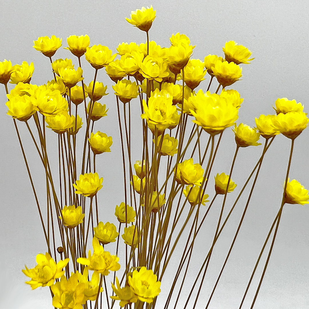 2626 Designs - Vendita all'ingrosso Fiori finti - Fiore Piccola Stella Preservato, 40-50 cm di lunghezza29