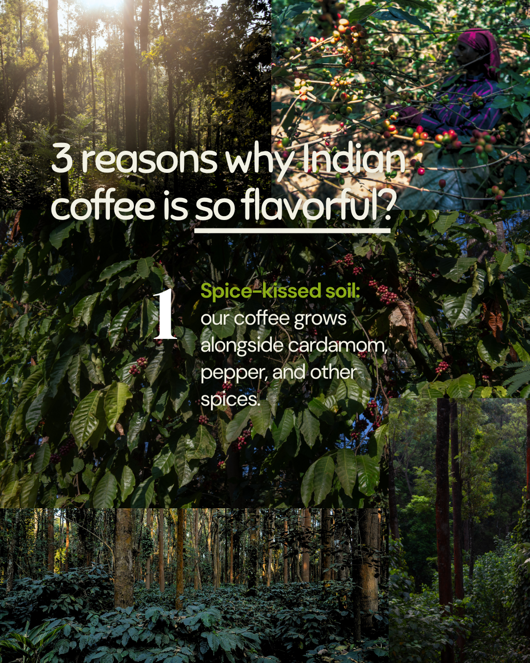 Yeri Coffee - Wholesale Coffee Beans - Chicory Chic: Traditional Indian/NOLA Blend - Bold, Velvety5