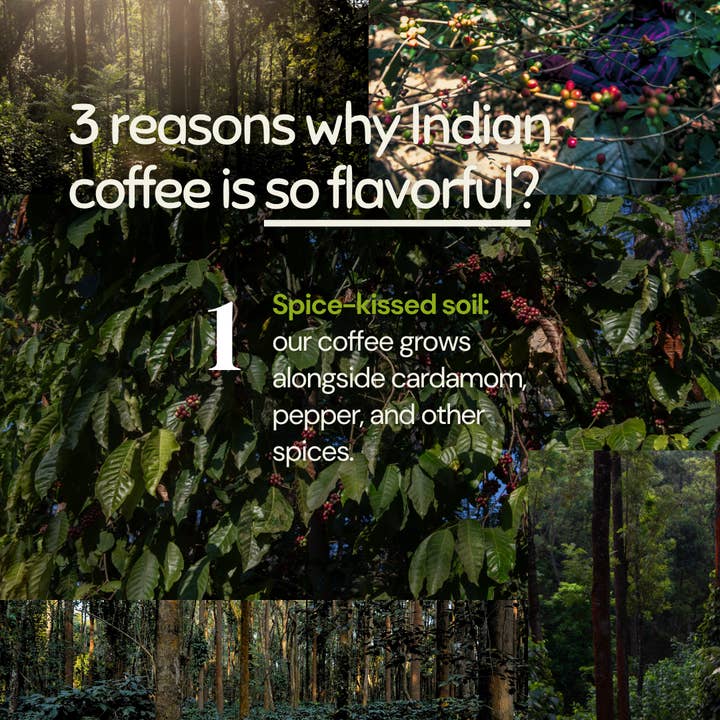 Yeri Coffee - Wholesale Coffee Beans - Renaissance: 100% Robusta Sample/Trial Bag (4 oz)4