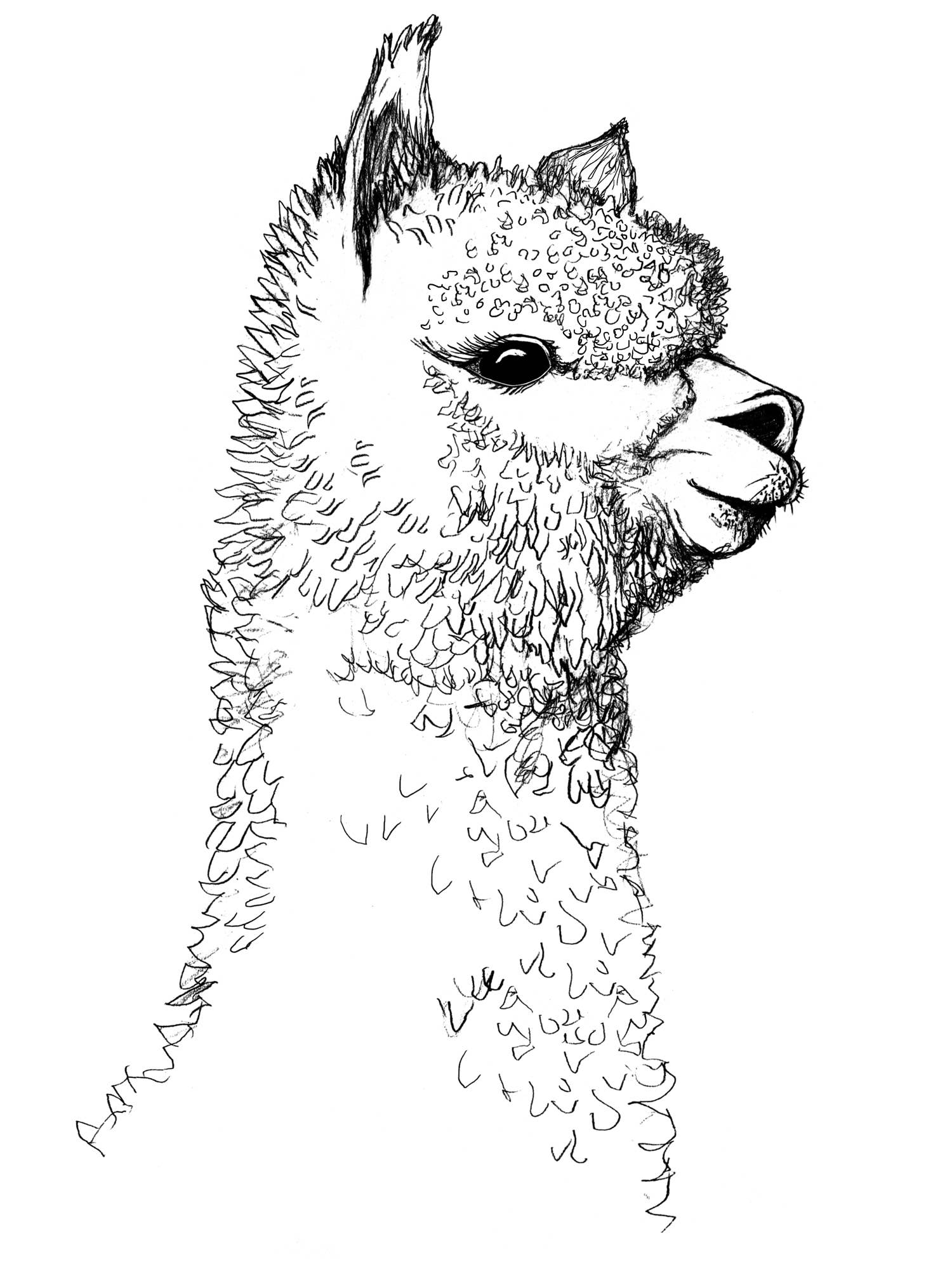 Gaspar Gou - Wholesale Screen Printed T-Shirt - Men's - Alpaca Charlie Tee7