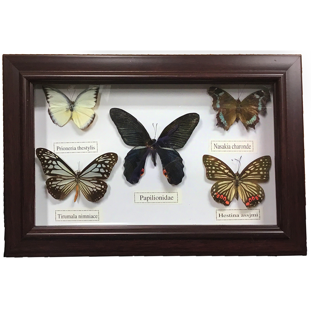Texas Toy Distribution - Wholesale Wall Accent - Set of 5 Butterfly Specimens in Picture Frame, Home Decor0