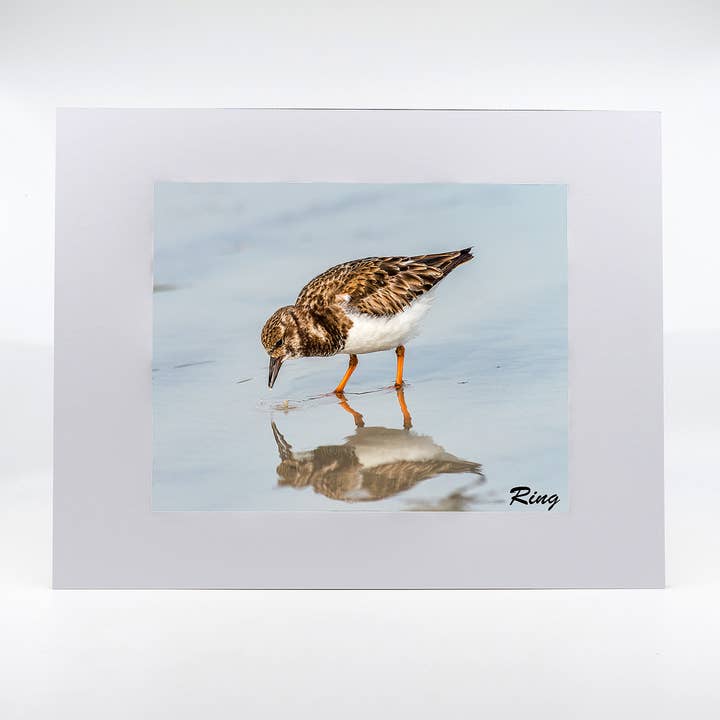 Artwork-Ruddy Turnstone 2 for wholesale by Mike Ring Photography