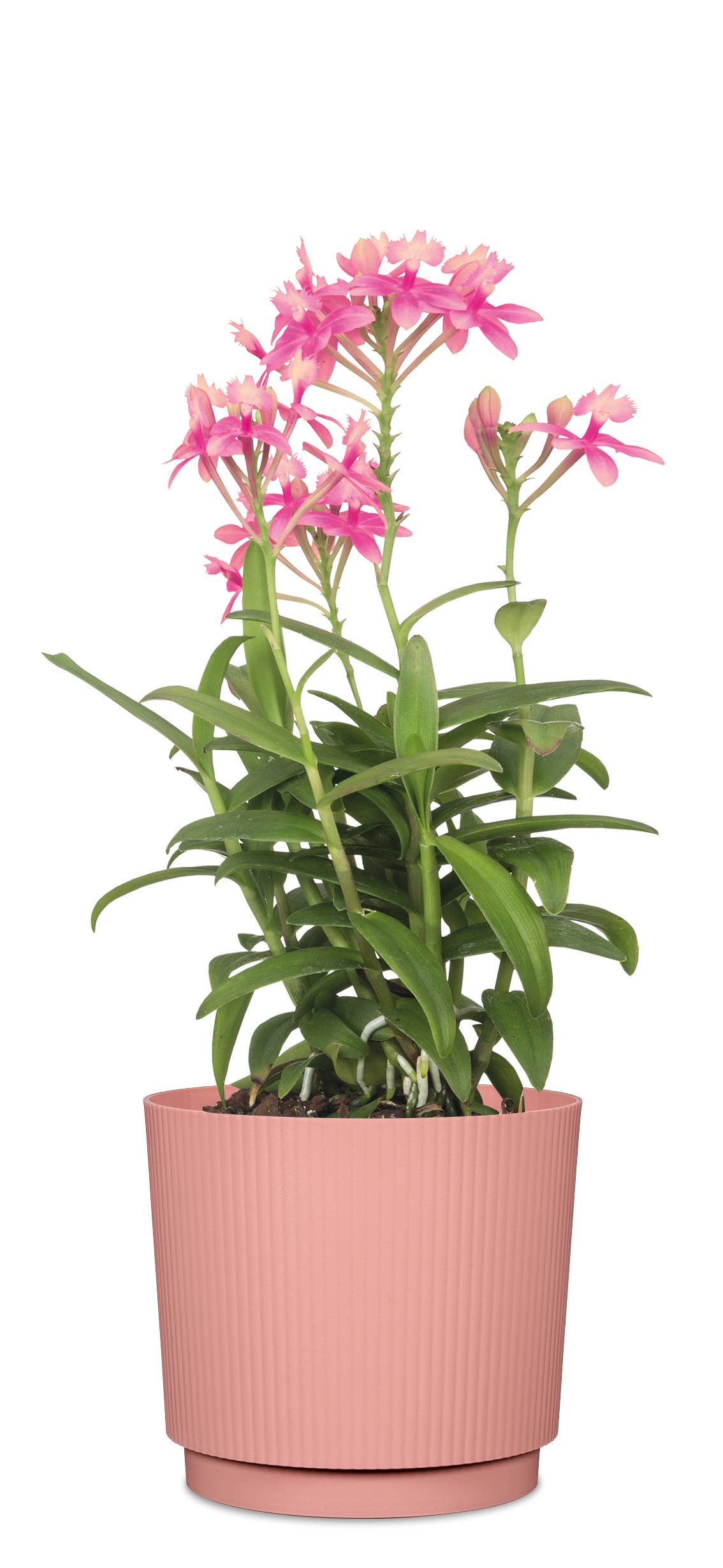 Scheurich - Wholesale Plant Pot - Flower pot/Planter Lino 237/13 - 21 made of plastic8