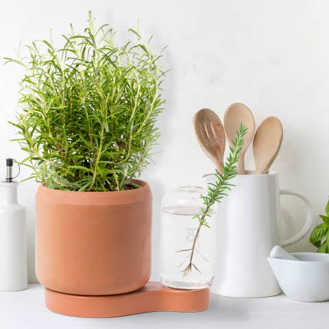 Greenfinity - Wholesale Plant Pot - Greenfinity - Cutting pot with self-watering system